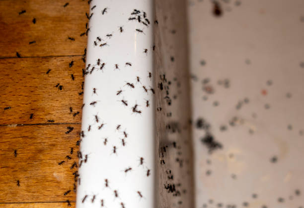 Best Pest Removal Services  in Clarence, IA