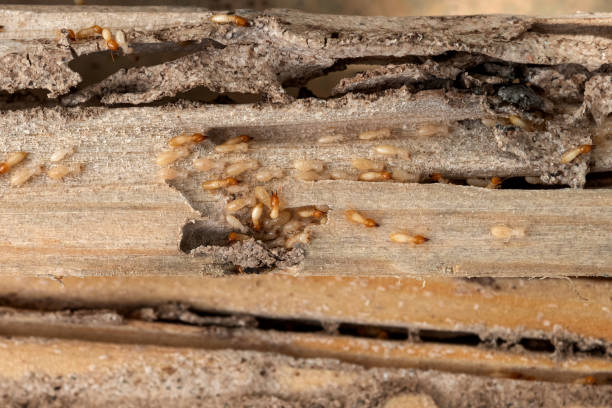 Best Ant Control Services  in Clarence, IA